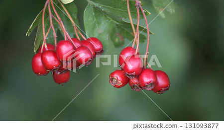 Vibrant red hawthorn berries hanging from a branch against a blurred green backdrop. Vibrant red hawthorn berries hanging from a branch against a blurred green backdrop. 131093877