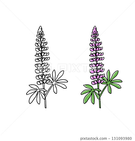 Lupine cut flower illustration 131093980