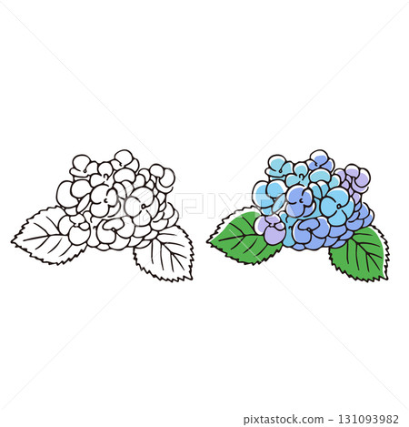 繡球花插圖 繡球花插圖 131093982