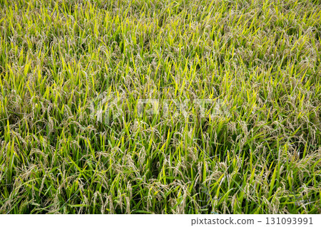 Rice early harvest 131093991