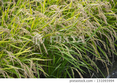 Rice early harvest 131093994