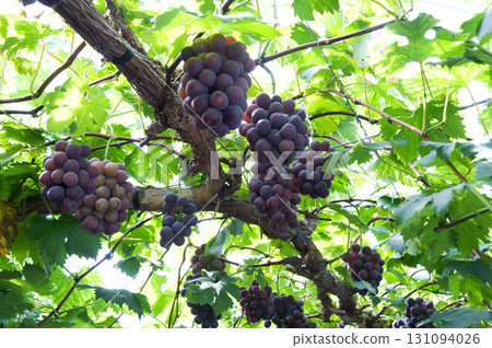 Vineyard Vineyard 131094026