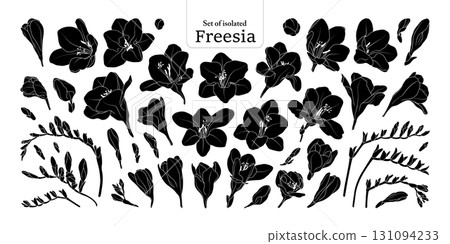 Freesia flower bloom and branches set, isolated on transparent background, Botanical illustration in black silhouette, hand-drawn style. Freesia flower bloom and branches set, isolated on transparent background, Botanical illustration in black silhouette, hand-drawn style. 131094233