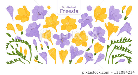 Freesia flower bloom and branches set, isolated on transparent background, Botanical illustration in yellow and purple colors, hand-drawn style. Freesia flower bloom and branches set, isolated on transparent background, Botanical illustration in yellow and purple colors, hand-drawn style. 131094234
