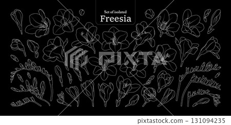 Freesia flower bloom and branches set, isolated on black background, Botanical illustration in simple white outline, hand-drawn style. Freesia flower bloom and branches set, isolated on black background, Botanical illustration in simple white outline, hand-drawn style. 131094235