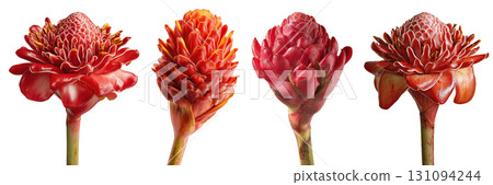 Set of beautiful Torch Ginger flowers isolated on transparent background. 131094244