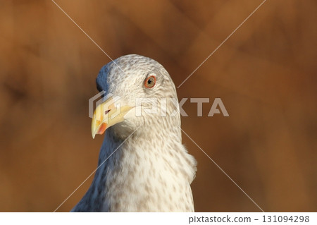 一隻目光銳利的銀鷗 131094298