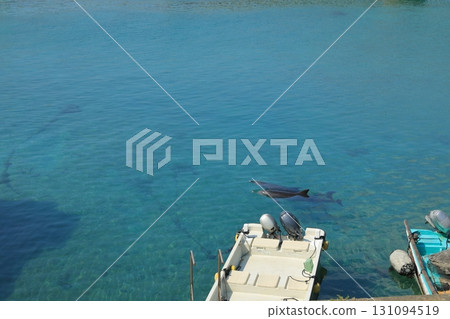 野生海豚在高知縣柏島清澈的海水中暢遊 131094519