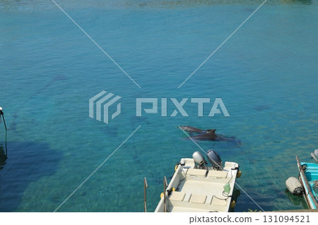 高知縣柏島的清澈海水，可以看到野生海豚在海裡暢遊 131094521