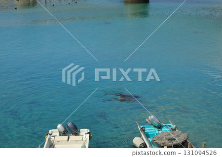 高知縣柏島港的景色，海灣裡有野生海豚在游泳 131094526