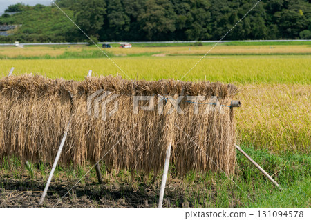 稻米作物結束的稻田 131094578
