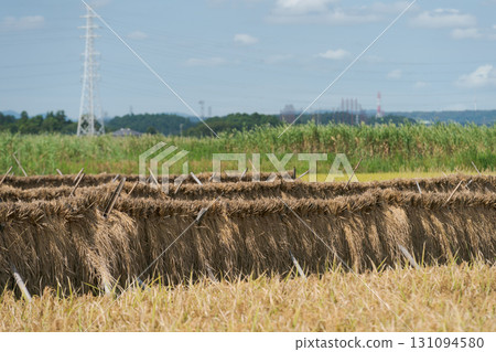 稻米作物結束的稻田 131094580