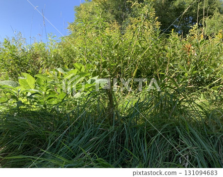 藍天和新鮮的綠樹 藍天和新鮮的綠樹 131094683