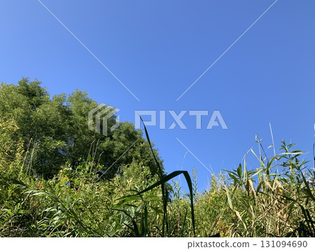 Blue sky and fresh green trees Blue sky and fresh green trees 131094690