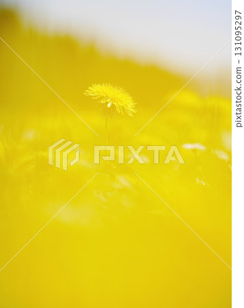 Yellow flower is the main focus of the image 131095297