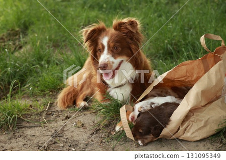 Brown and white dog is laying on the ground next to a brown bag 131095349