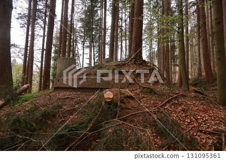 Forest with a large pile of wood and a pile of leaves 131095361