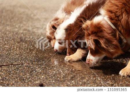 Three dogs are drinking water from a puddle 131095365