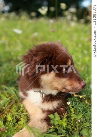 Brown and white dog is laying in the grass 131095375