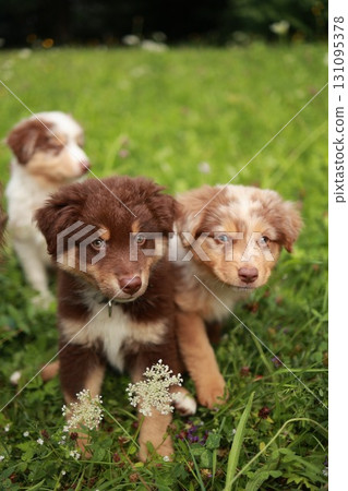 Three puppies are standing in a grassy field 131095378