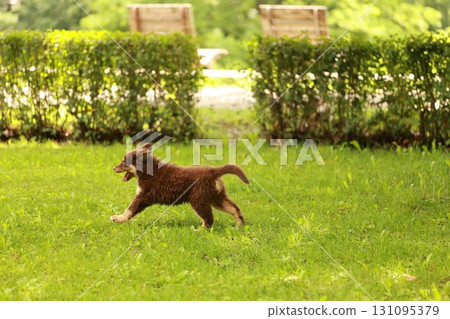 Brown dog is running in a grassy field 131095379