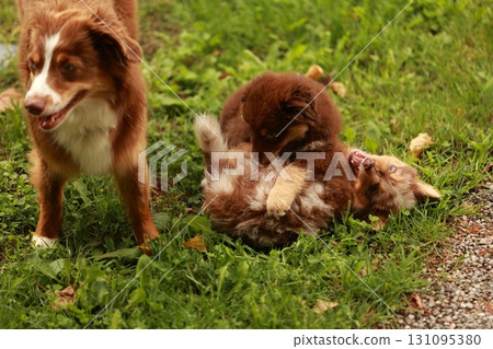 Brown dog is playing with two other dogs in a grassy area 131095380