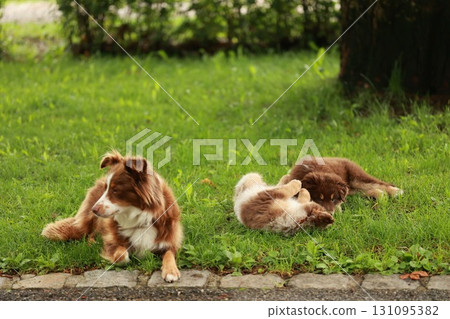 Three dogs are laying on the grass in a park Three dogs are laying on the grass in a park 131095382