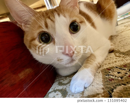 A cat hiding on guard 131095402