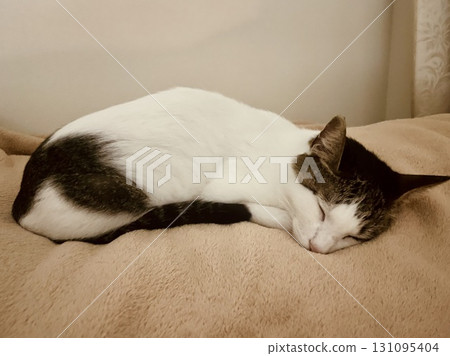 A cat dozing on a blanket A cat dozing on a blanket 131095404