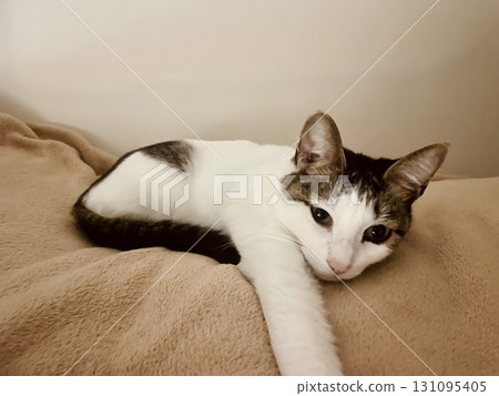 A cat dozing on a blanket A cat dozing on a blanket 131095405