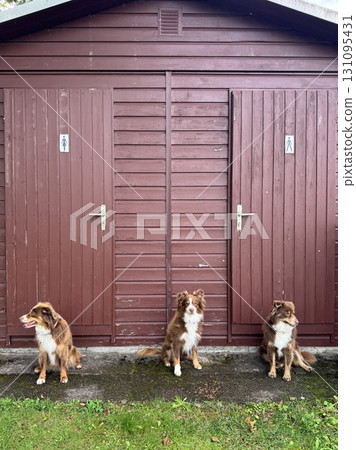 Three Dogs Happily Posing Together in Front of Various Storage Sheds in the Yard 131095431