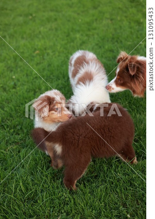 Three dogs are playing in a grassy field Three dogs are playing in a grassy field 131095433