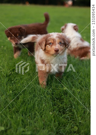 Three puppies are playing in a grassy field 131095434