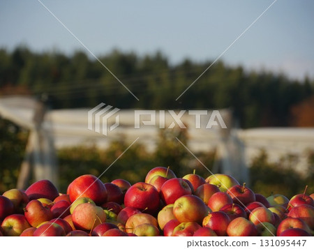 Pile of red apples on a table 131095447