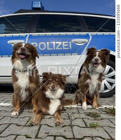 Three absolutely charming dogs delightfully posing alongside a police car for a photoshoot Three absolutely charming dogs delightfully posing alongside a police car for a photoshoot 131095666