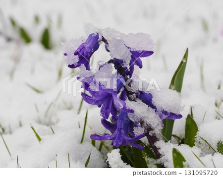 Purple flower covered in snow 131095720