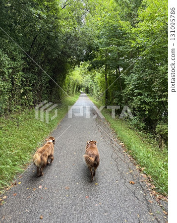 Dogs Enjoying a Leisurely Walk on a Beautifully Serene Nature Trail Surrounded by Greenery Dogs Enjoying a Leisurely Walk on a Beautifully Serene Nature Trail Surrounded by Greenery 131095786