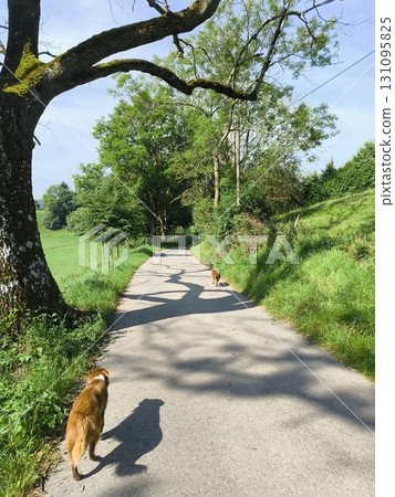 Enjoying a Peaceful Walk on a Beautiful Country Path Accompanied by a Loyal Dog Companion 131095825