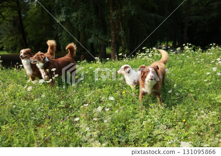 Three dogs are standing in a grassy field Three dogs are standing in a grassy field 131095866