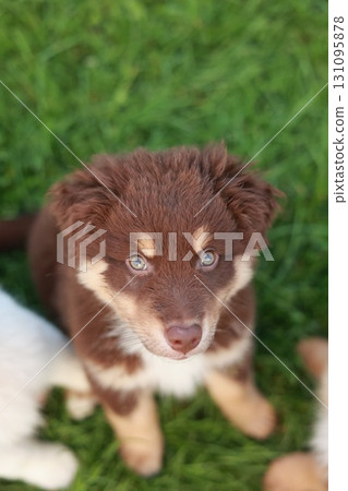 Brown and white dog is sitting on the grass Brown and white dog is sitting on the grass 131095878