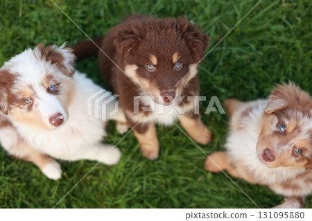 Three puppies are sitting on the grass, one of which is brown and white 131095880