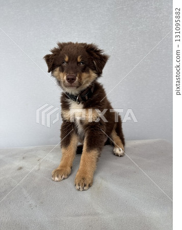 A Cute Brown Puppy is Playfully Posing on a Soft and Comfortable Surface for a Photo 131095882
