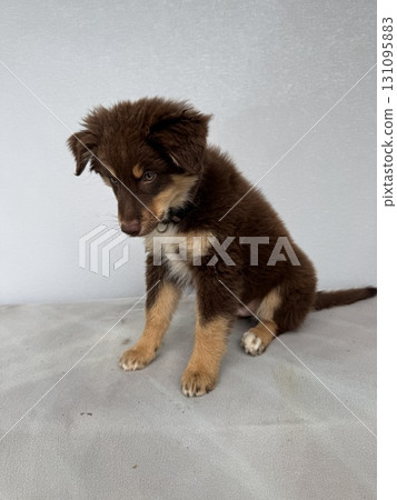 A Cute Brown Puppy is Looking Very Curious on a Smooth Surface with Its Adorable Features 131095883