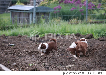 Two puppies playing in the dirt Two puppies playing in the dirt 131095890