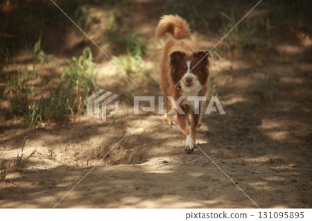 Brown and white dog is walking on a dirt path Brown and white dog is walking on a dirt path 131095895