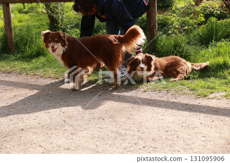 Two brown dogs are laying on the ground in a grassy area 131095906