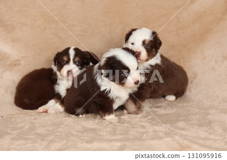 Three puppies are sitting on a blanket, one of which is brown and white 131095916
