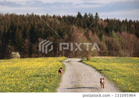 Three dogs are running down a dirt road in a field of yellow flowers Three dogs are running down a dirt road in a field of yellow flowers 131095964