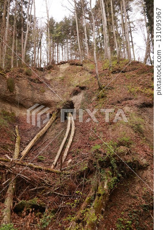 A hillside covered in trees and debris 131095967