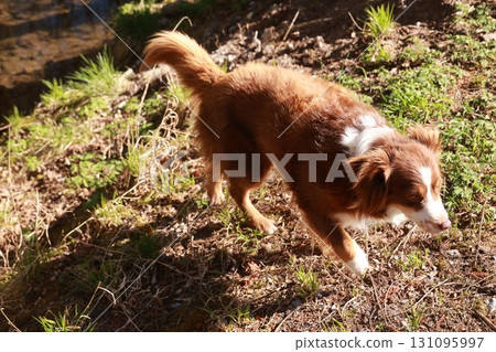 A brown and white dog is running through the grass A brown and white dog is running through the grass 131095997